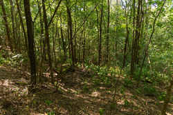 property photo for Big White Oak Tract 98, 8.83 acres for sale in Perry County, Tennessee