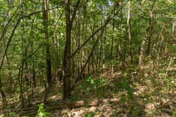 property photo for Big White Oak Tract 98, 8.83 acres for sale in Perry County, Tennessee