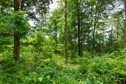property photo for Cedar Creek Tract 12, 6.52 acres for sale in Perry County, Tennessee