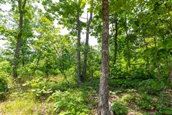 property photo for Cedar Creek Tract 16, 6.11 acres for sale in Perry County, Tennessee