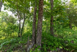 property photo for Cedar Creek Tract 16, 6.11 acres for sale in Perry County, Tennessee