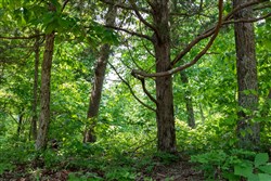 property photo for Cedar Creek Tract 16, 6.11 acres for sale in Perry County, Tennessee