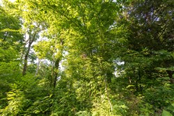 property photo for Cedar Creek Tract 57, 8.76 acres for sale in Perry County, Tennessee