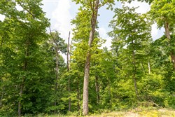 property photo for Cedar Creek Tract 60, 5.83 acres for sale in Perry County, Tennessee
