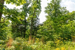 property photo for Cedar Creek Tract 60, 5.83 acres for sale in Perry County, Tennessee