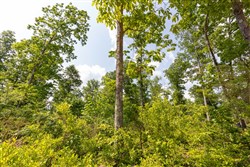 property photo for Cedar Creek Tract 60, 5.83 acres for sale in Perry County, Tennessee