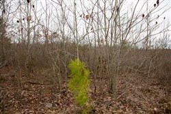 property photo for Southwind Ranch Tract 16, 7.17 acres for sale in Perry County, Tennessee