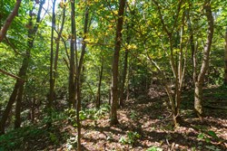 property photo for Redemption Ridge Tract 11, 5.03 acres for sale in Wayne County, Tennessee