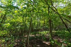 property photo for Redemption Ridge Tract 11, 5.03 acres for sale in Wayne County, Tennessee