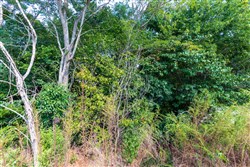 property photo for Redemption Ridge Tract 6, 5.04 acres for sale in Wayne County, Tennessee