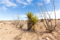 property photo for Sunrise Ranches Phase III Tract 117, 80.08 acres for sale in Hudspeth County, Texas