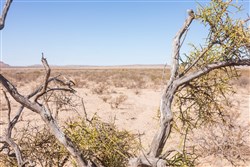 property photo for Sunrise Ranches Phase IV Tract 154, 64.19 acres for sale in Hudspeth County, Texas