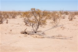 property photo for Sunrise Ranches Phase IV Tract 154, 64.19 acres for sale in Hudspeth County, Texas