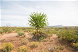 property photo for Sunset Ranches Plat 540 Tract 9, 20 acres for sale in Hudspeth County, Texas