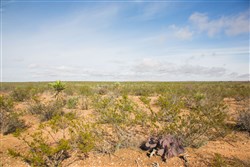 property photo for Sunset Ranches Plat 645 Tract 18, 20 acres for sale in Hudspeth County, Texas