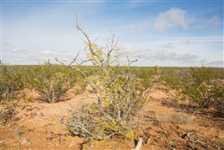 property photo for Sunset Ranches Plat 645 Tract 18, 20 acres for sale in Hudspeth County, Texas
