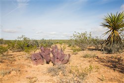 property photo for Sunset Ranches Plat 645 Tract 18, 20 acres for sale in Hudspeth County, Texas