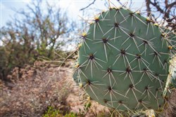 property photo for Sunset Ranches Plat 645 Tract 9, 20 acres for sale in Hudspeth County, Texas