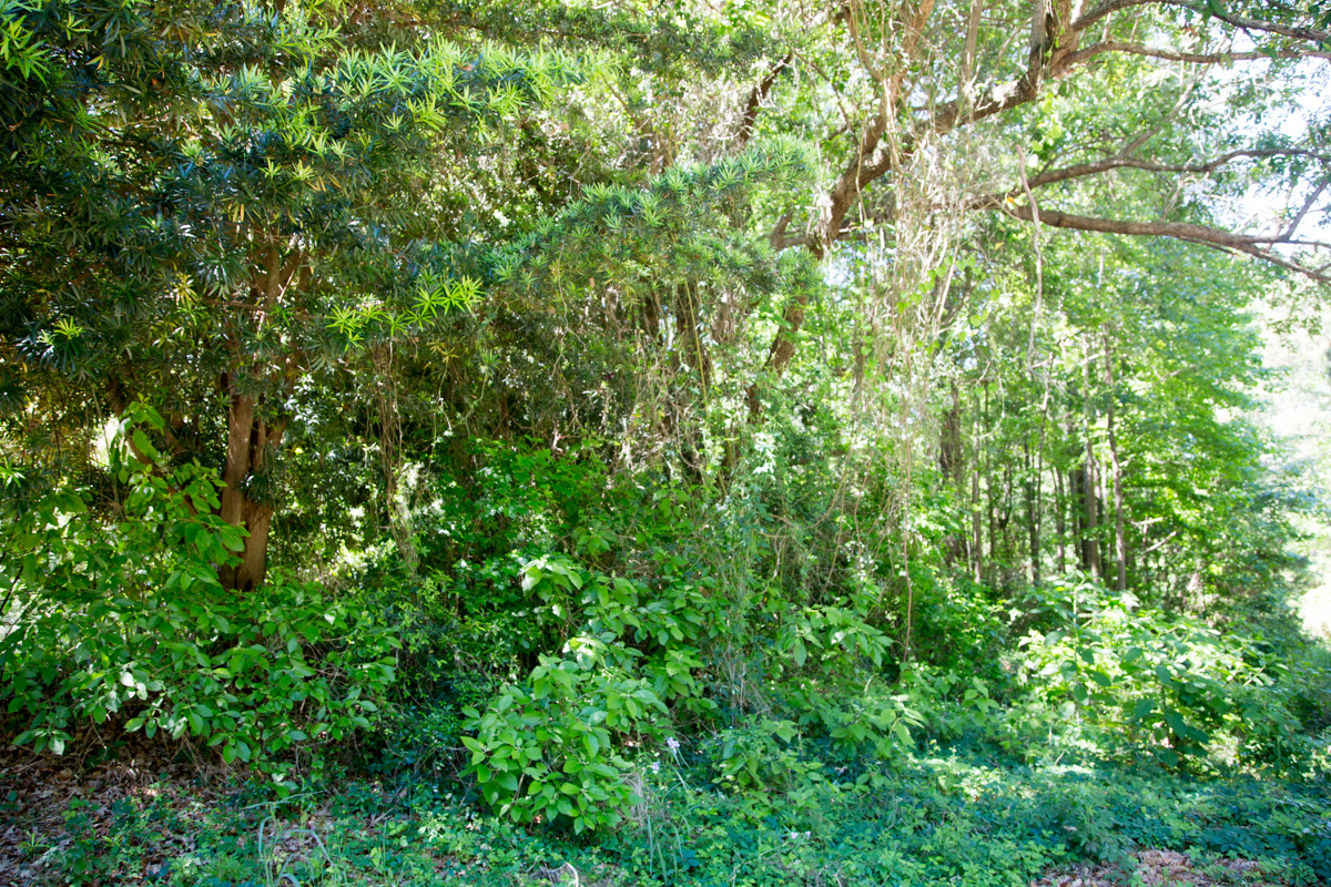 Tract 14 at Rayburn Country in Jasper County, Texas