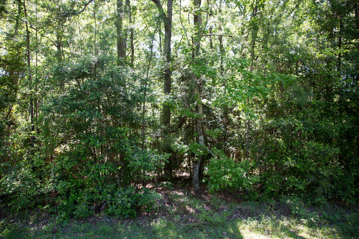 Tract 157 at Rayburn Country in Jasper County, Texas