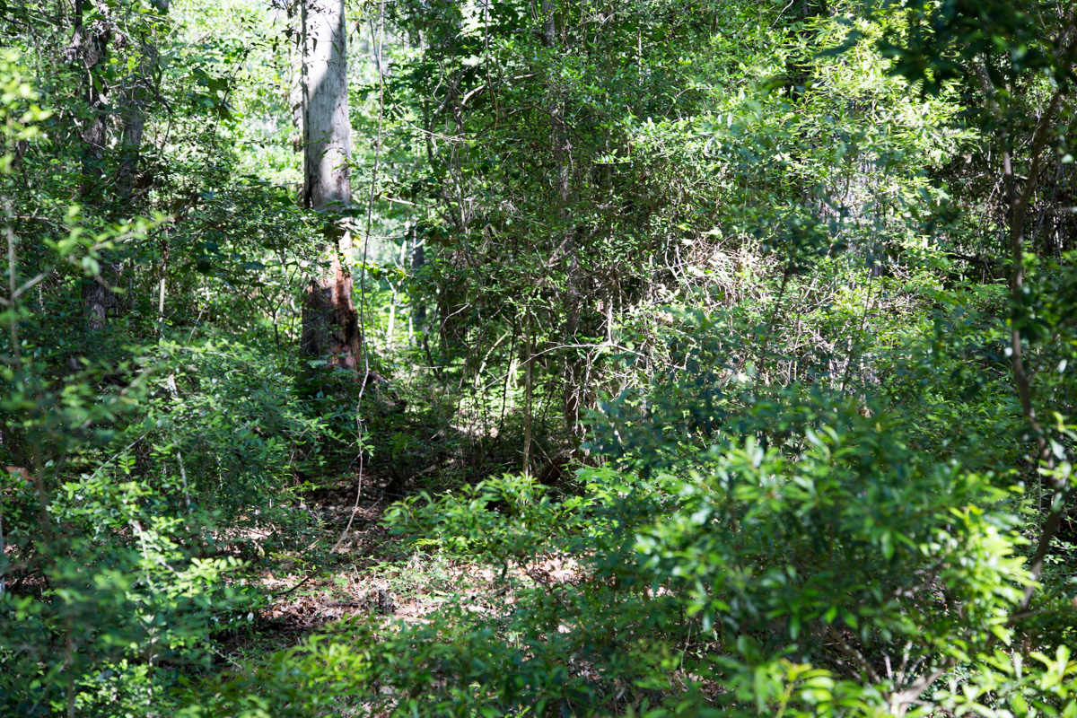 Tract 168 at Rayburn Country in Jasper County, Texas