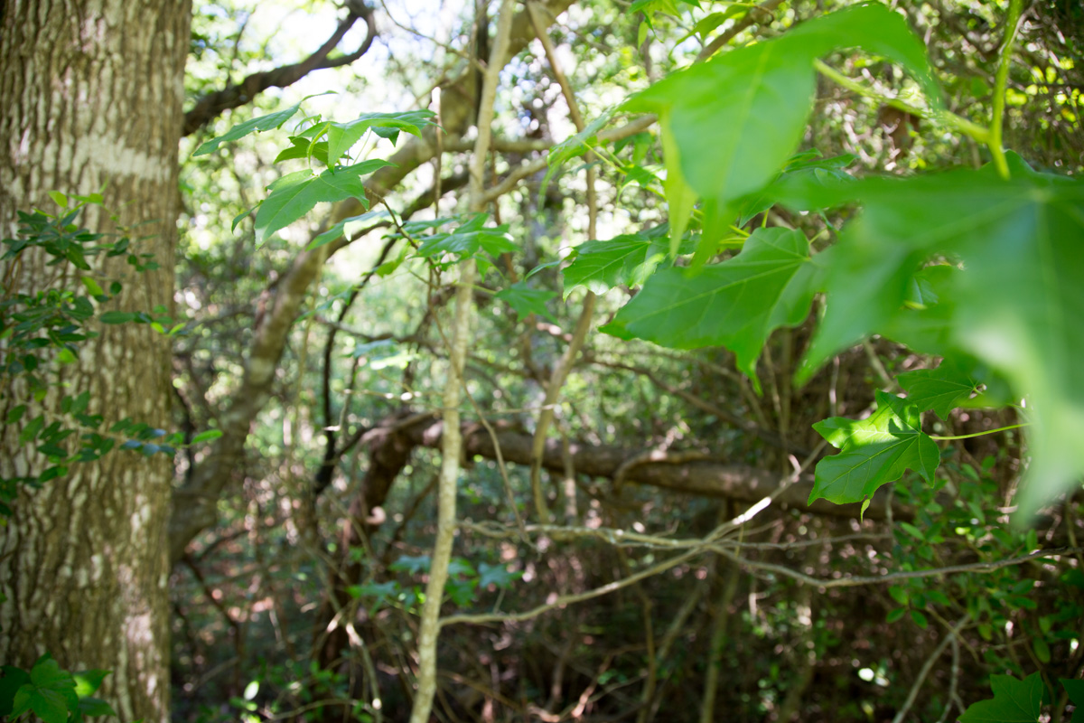 Tract 19 at Rayburn Country in Jasper County, Texas