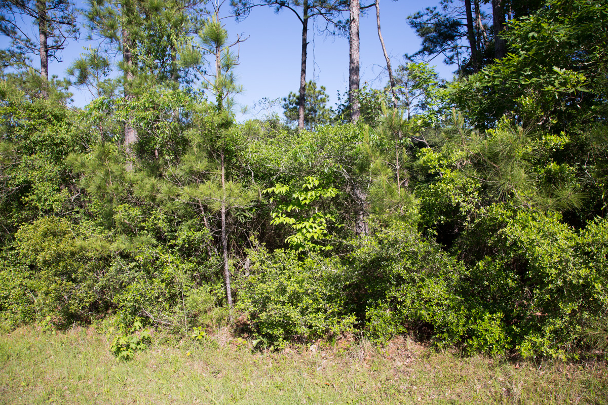 Tract 190 at Rayburn Country in Jasper County, Texas