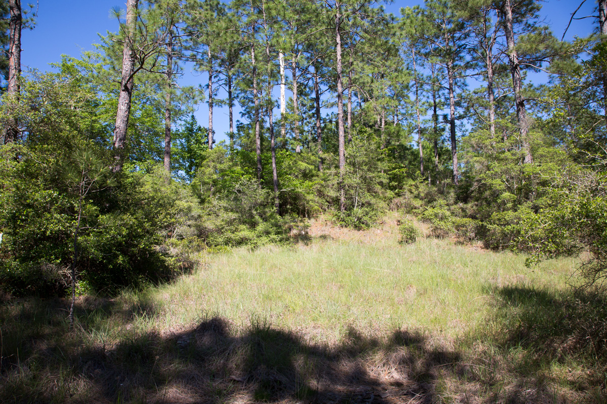 Tract 205 at Rayburn Country in Jasper County, Texas