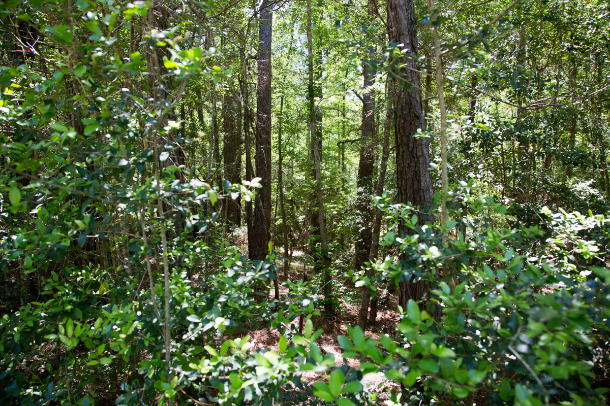 Tract 242 at Rayburn Country in Jasper County, Texas