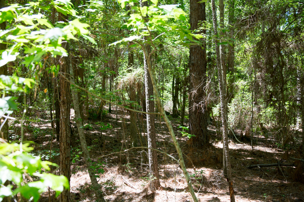 Tract 243 at Rayburn Country in Jasper County, Texas