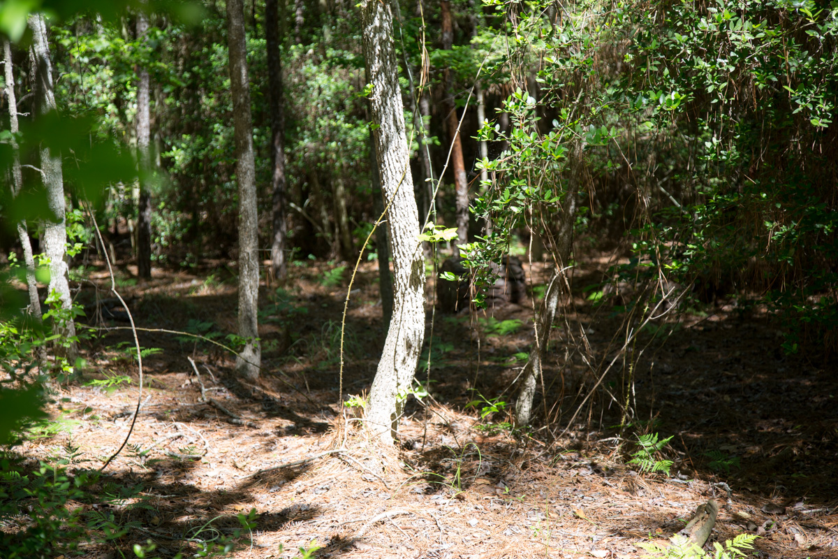 Tract 271 at Rayburn Country in Jasper County, Texas