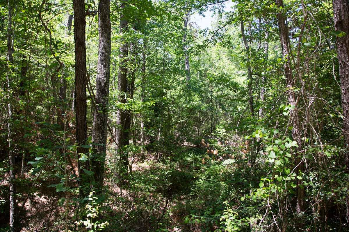 Tract 272 at Rayburn Country in Jasper County, Texas