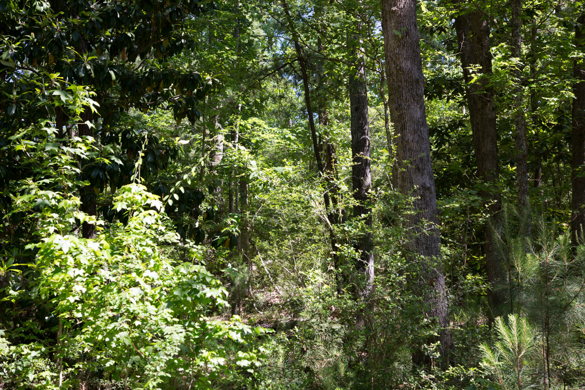 Tract 283 at Rayburn Country in Jasper County, Texas