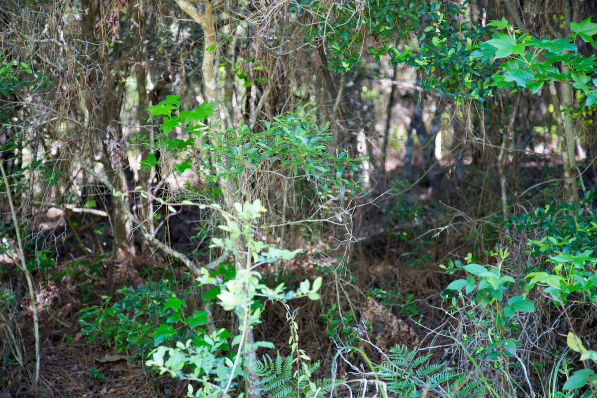Tract 285 at Rayburn Country in Jasper County, Texas