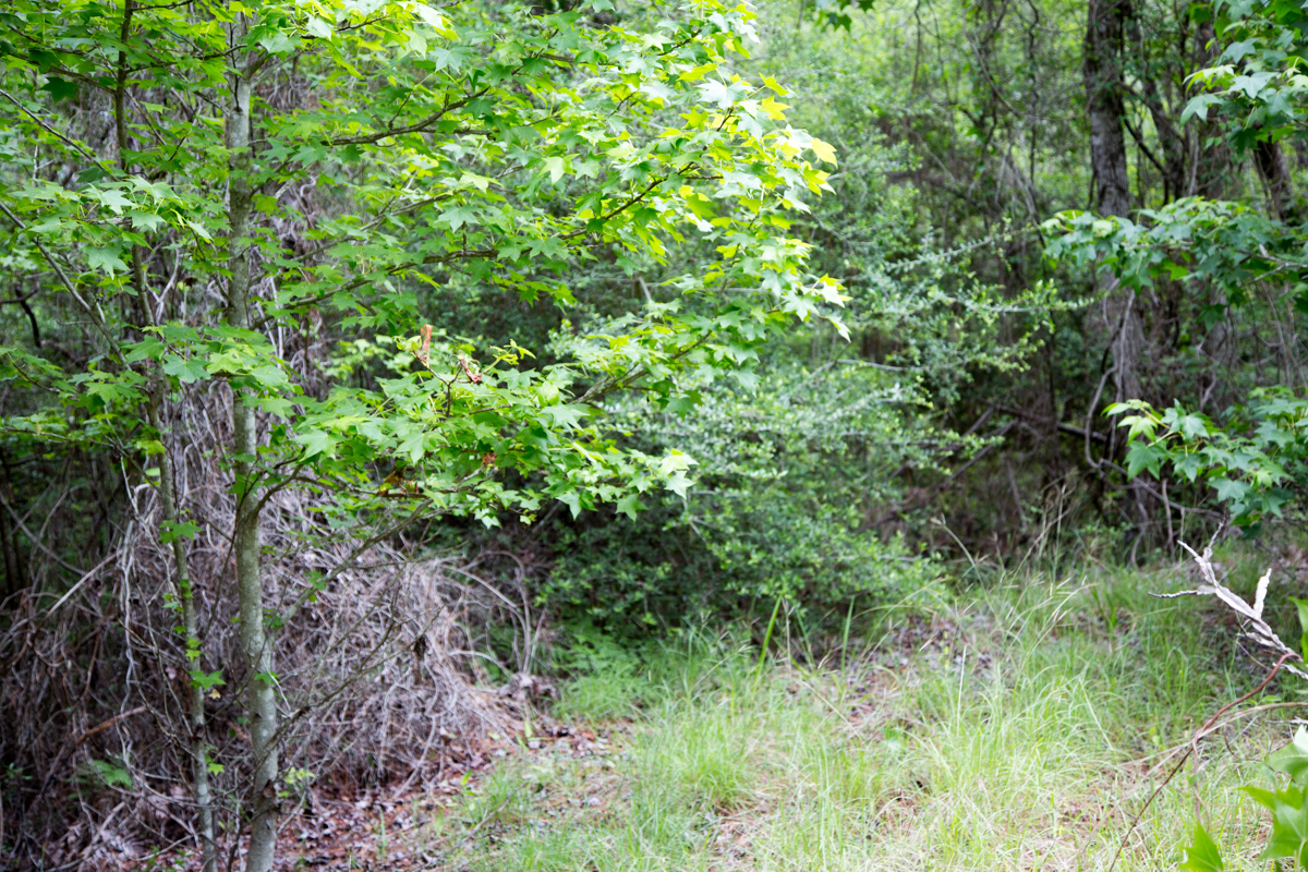 Tract 286 at Rayburn Country in Jasper County, Texas