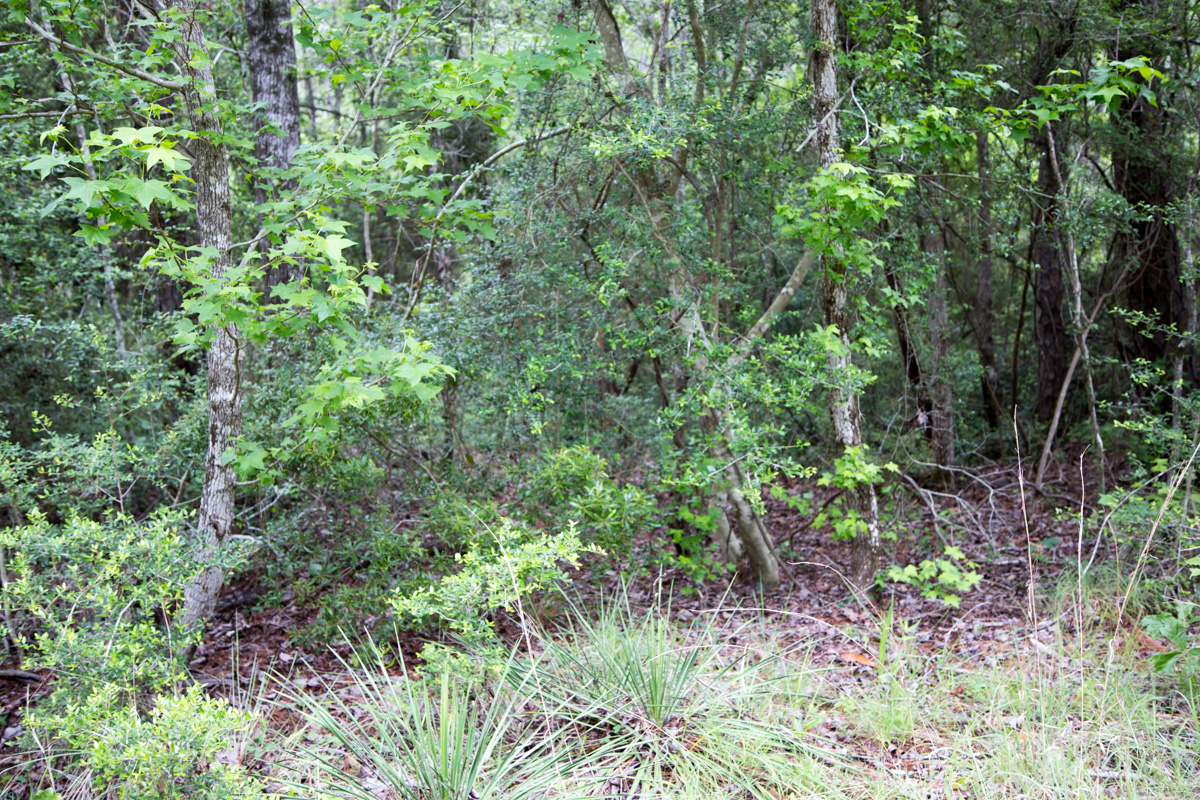 Tract 287 at Rayburn Country in Jasper County, Texas