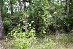 property photo for Rayburn Country Tract 288, 0.55 acres for sale in Jasper County, Texas