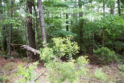 property photo for Rayburn Country Tract 288, 0.55 acres for sale in Jasper County, Texas