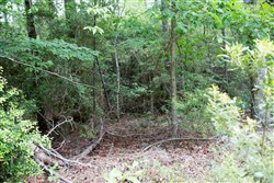 property photo for Rayburn Country Tract 288, 0.55 acres for sale in Jasper County, Texas