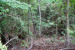 property photo for Rayburn Country Tract 288, 0.55 acres for sale in Jasper County, Texas