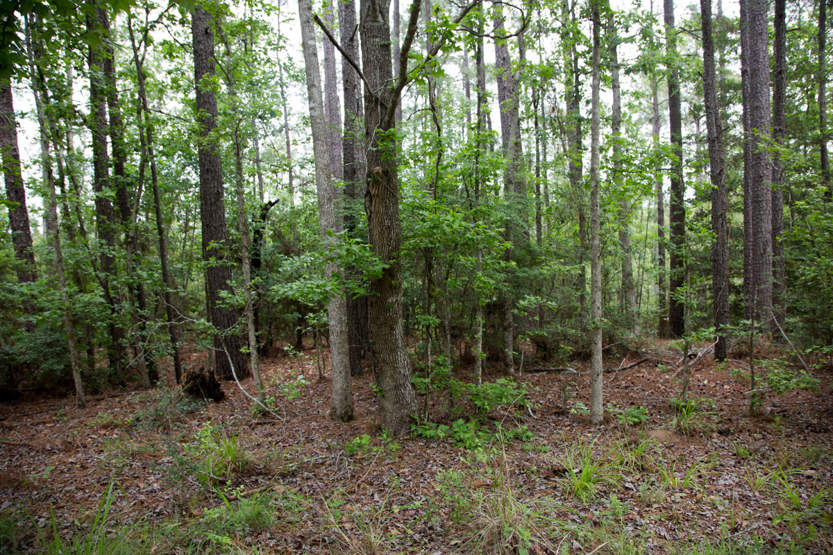 Tract 289 at Rayburn Country in Jasper County, Texas