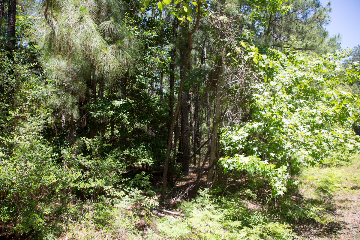 Tract 29 at Rayburn Country in Jasper County, Texas