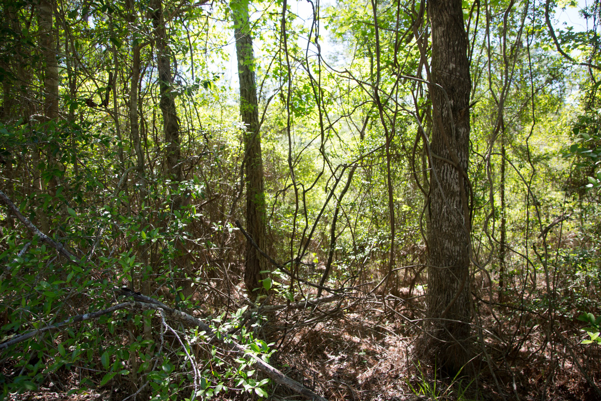 Tract 300 at Rayburn Country in Jasper County, Texas
