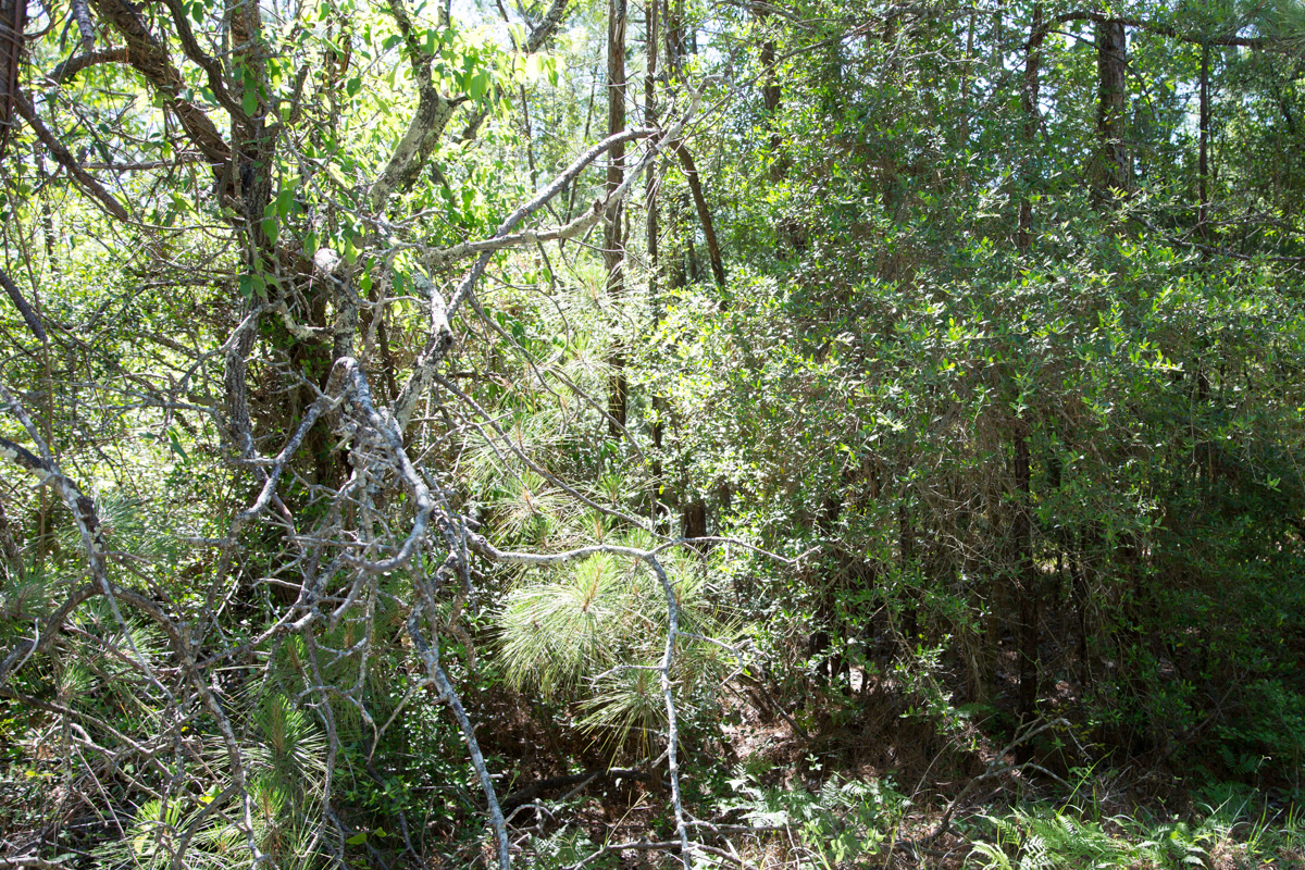 Tract 301 at Rayburn Country in Jasper County, Texas