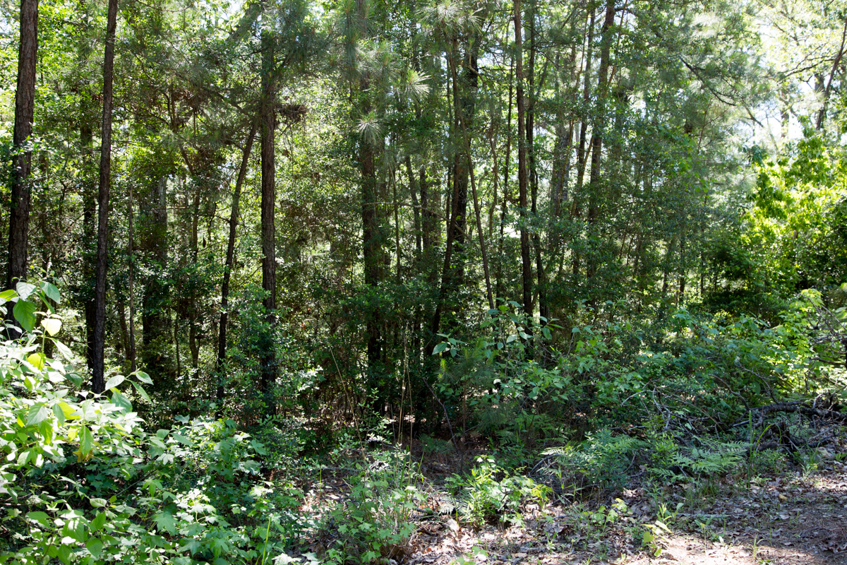 Tract 306 at Rayburn Country in Jasper County, Texas