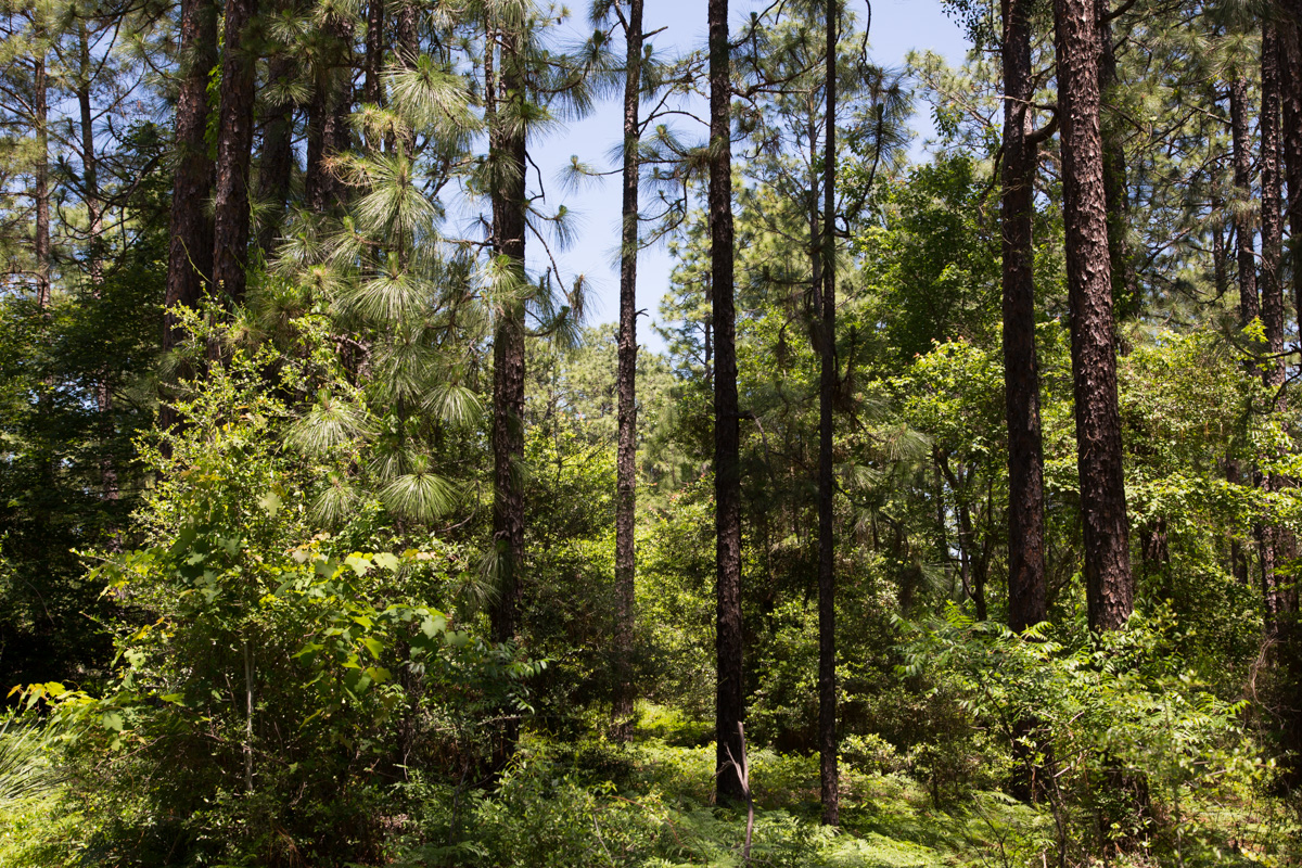 Tract 31 at Rayburn Country in Jasper County, Texas