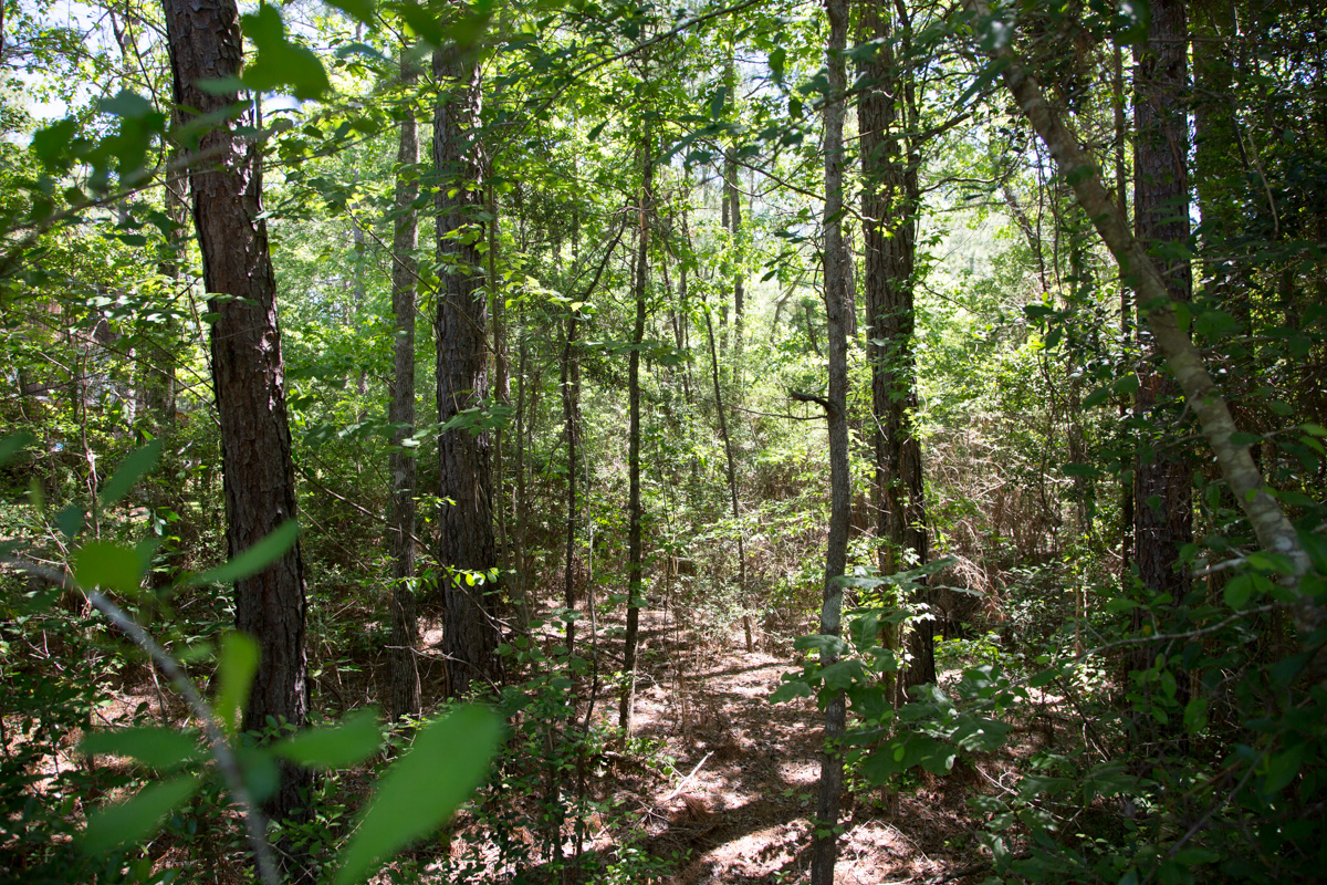 Tract 8 at Rayburn Country in Jasper County, Texas