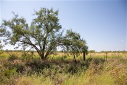 property photo for Hunters Ranch Tract 7, 11.4 acres for sale in McCulloch County, Texas