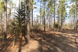property photo for Wishing Star Ranch Tract 48, 5.33 acres for sale in Red River County, Texas