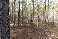 property photo for Wishing Star Ranch Tract 48, 5.33 acres for sale in Red River County, Texas